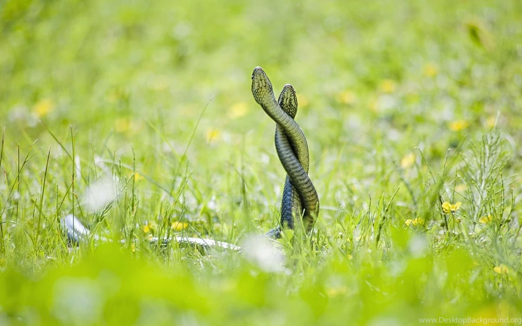 835 Reptiles HD Wallpapers