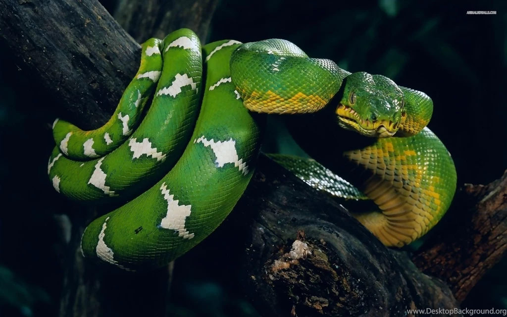 Cool Snake Wallpapers