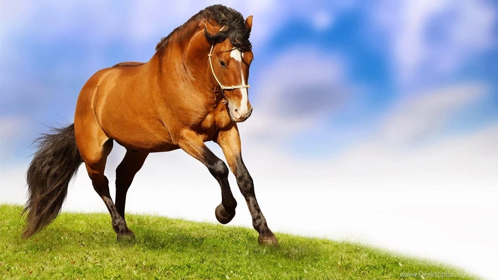 Best Horse HD Wallpapers,