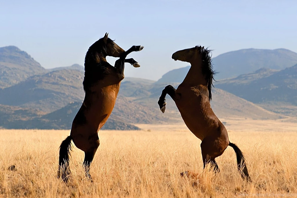 Wild Horse Wallpapers Wallmanage.com