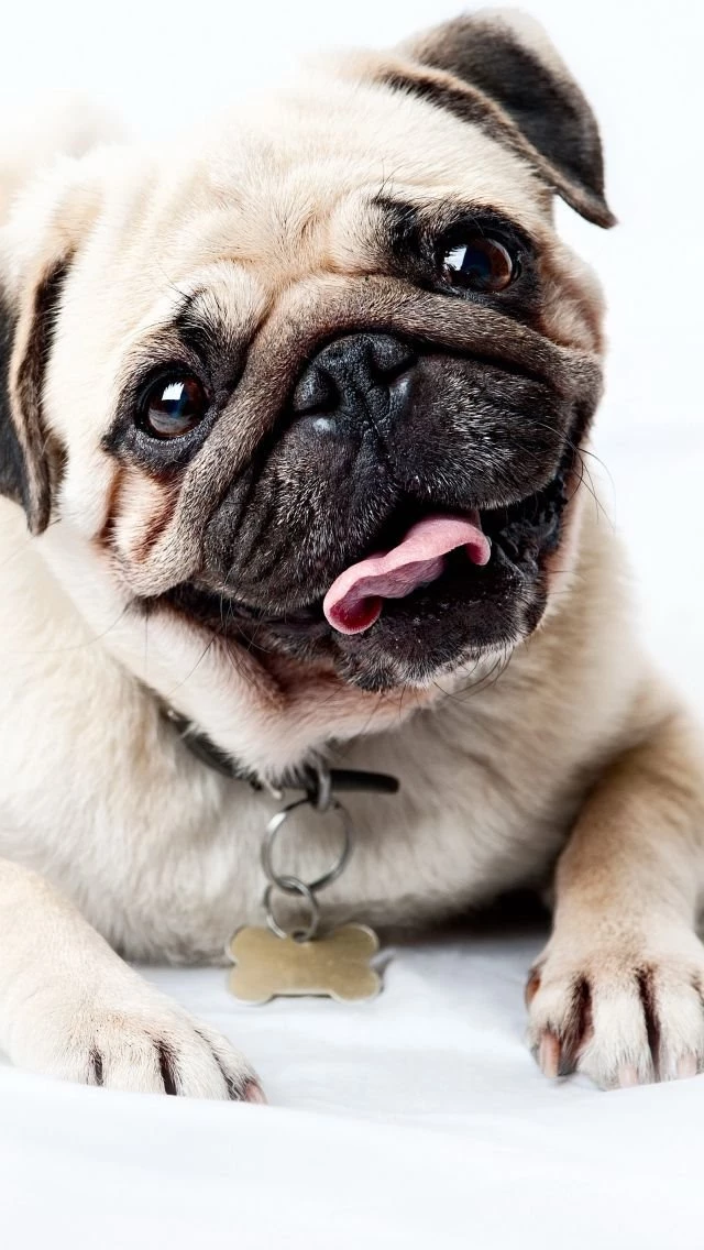 iPhone 5S, 5C, 5 Pug Wallpapers HD, Desktop Backgrounds 640x1136 ...