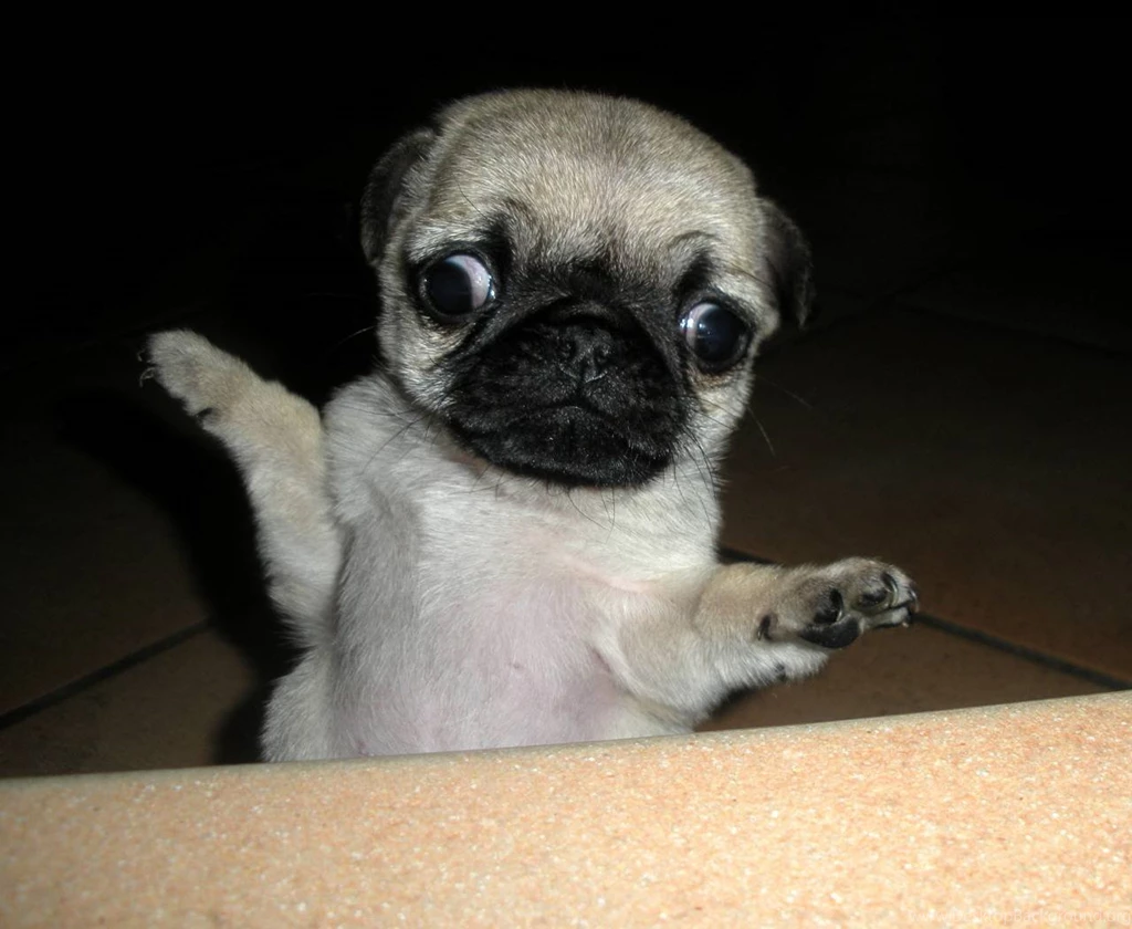 Derp Pug Wallpapers Dogs Wallpapers