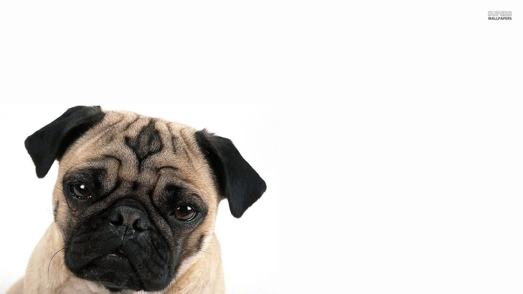 Pug Wallpapers Animal Wallpapers