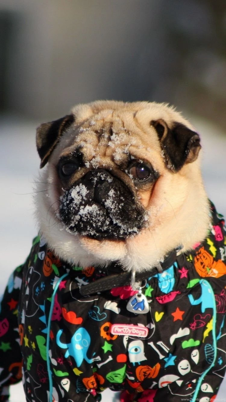 iPhone 6 Pug Wallpapers HD, Desktop Backgrounds 750x1334