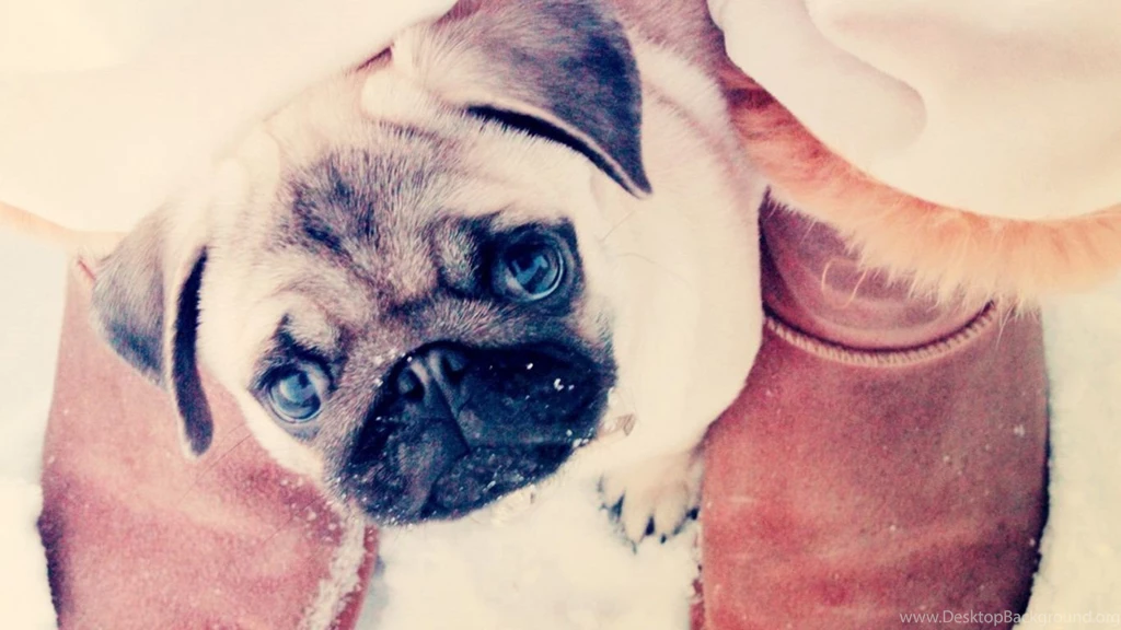 Laptop 1366x768 Pug Wallpapers HD, Desktop Backgrounds 1366x768