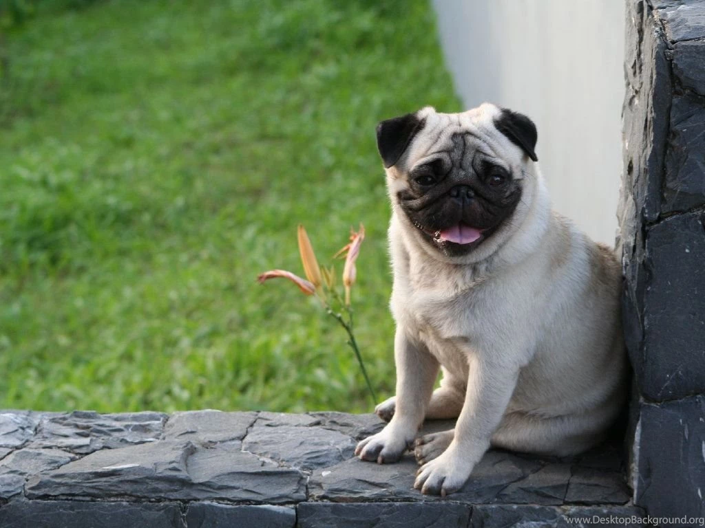 Pug Dog Wallpapers