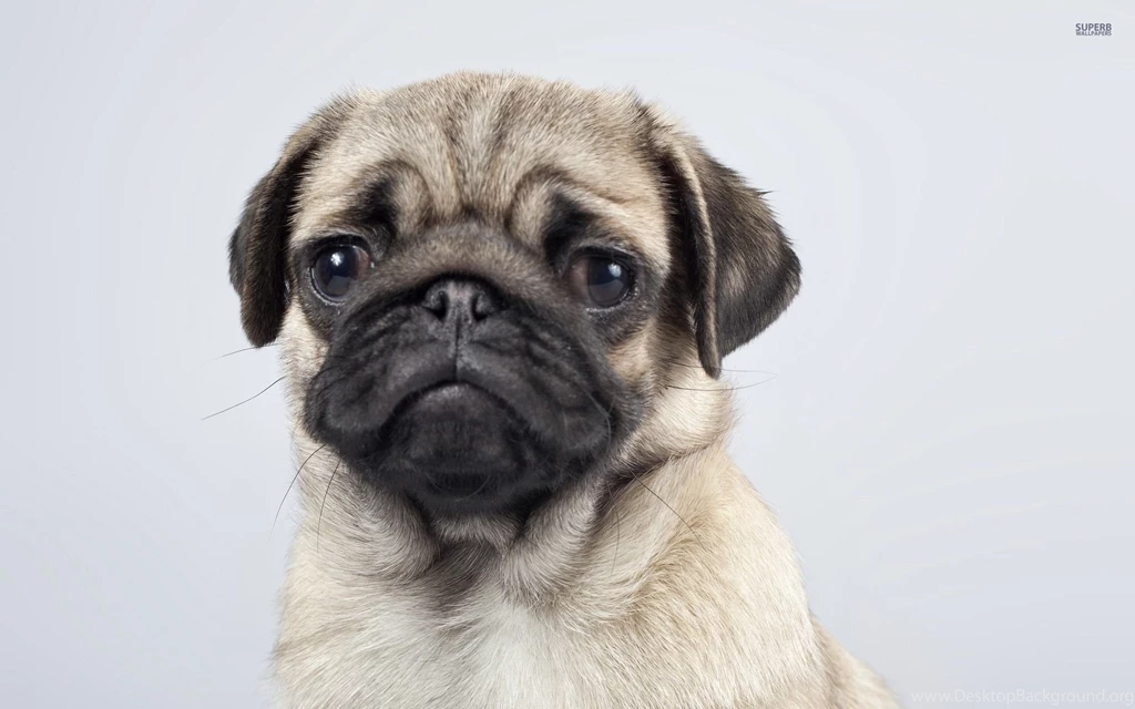 Pug Wallpapers Animal Wallpapers