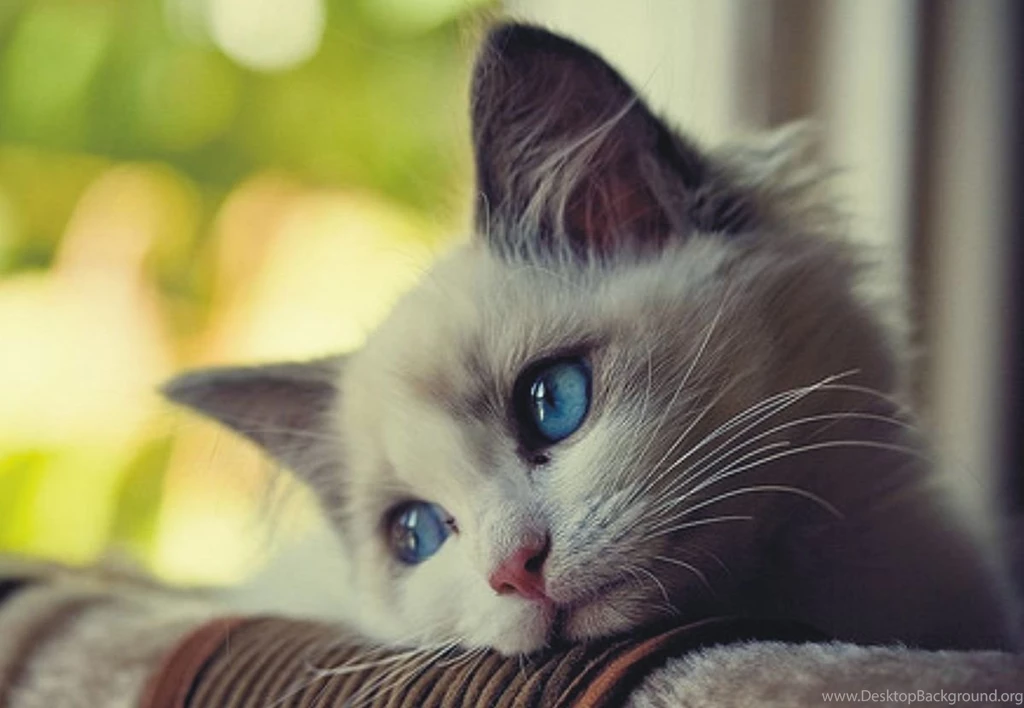 Cute Sad Cat With Blue Eyes Animal Picture HD Wallpapers Animal ...
