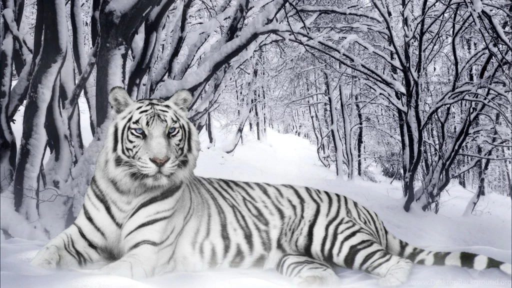 White Tigers HD Wallpapers