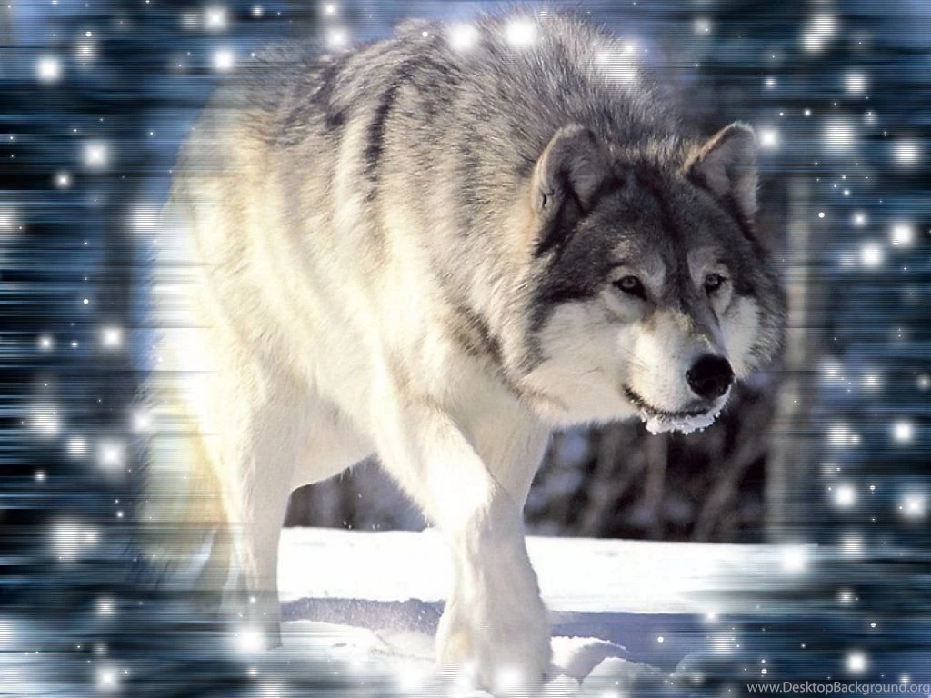 Wolf Wallpapers By KittieSlasher On DeviantArt