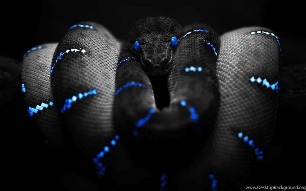 Juvenile black snake