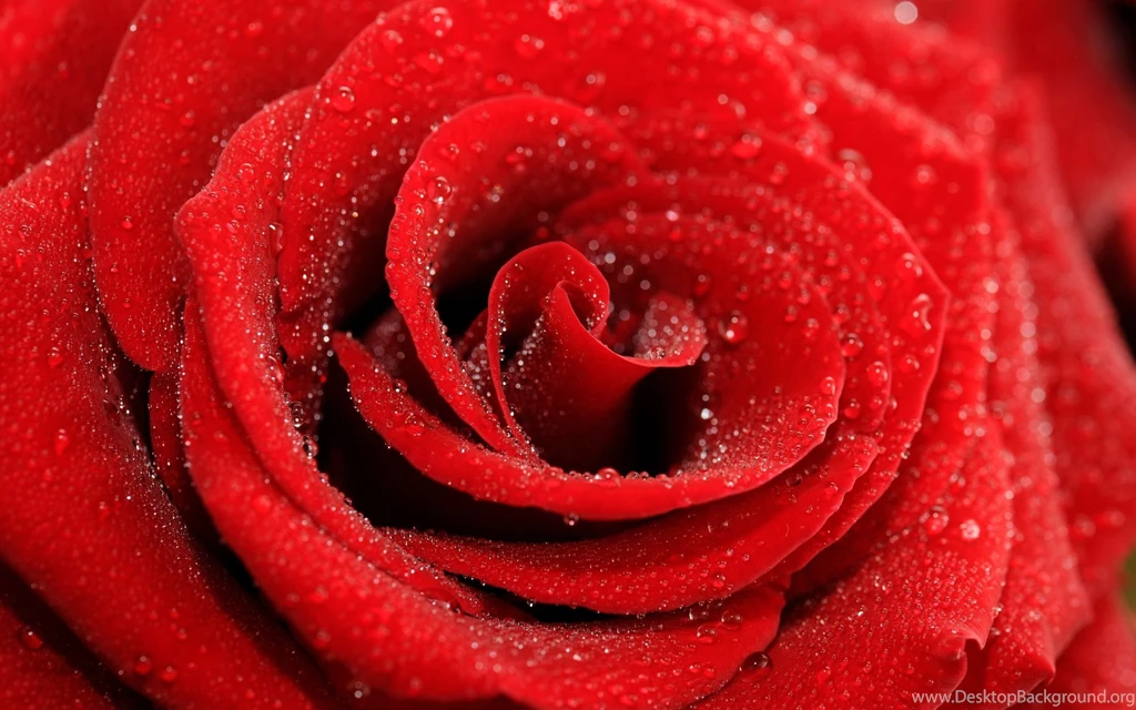 Cool Red Flowers Wallpapers
