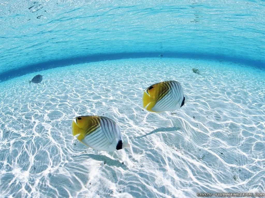 Underwater Wallpapers Crazy Frankenstein