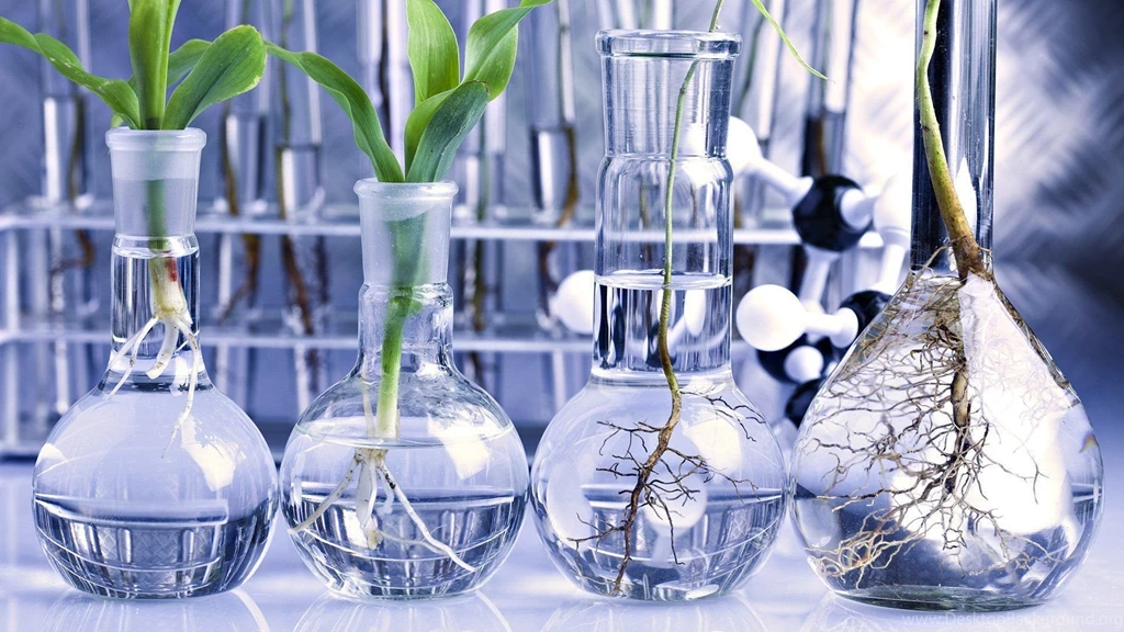 Plants Lab Cassia Flask Boiling Flask Round bottom Flask ...