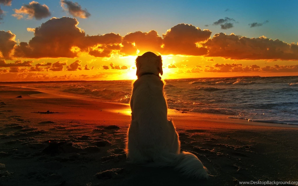 Labrador Dog At Sunset Desktop HD Wallpaper.jpeg