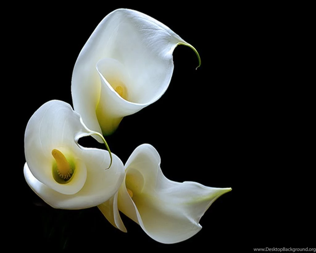 Calla Lily Wallpapers
