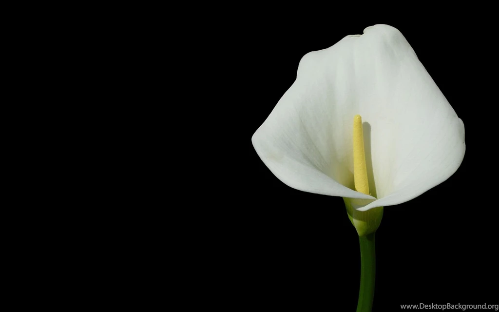 Calla Lily Images Pictures Bloguez.com