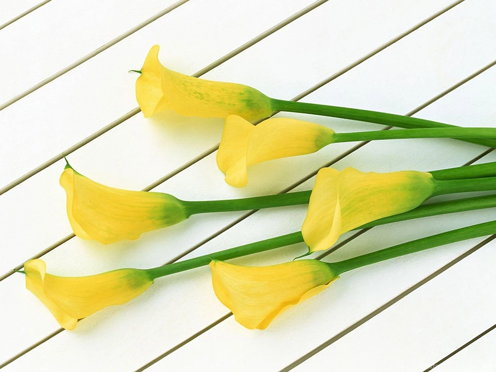 Calla Lily Flowers HD Wallpapers