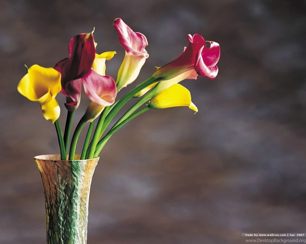 Colorful Calla Lilies Wallpapers HD Wallpapers 15595