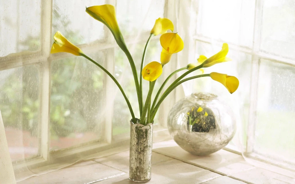 Calla Lily Flowers HD Wallpapers