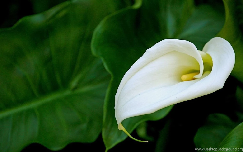 Calla Lily Wallpapers