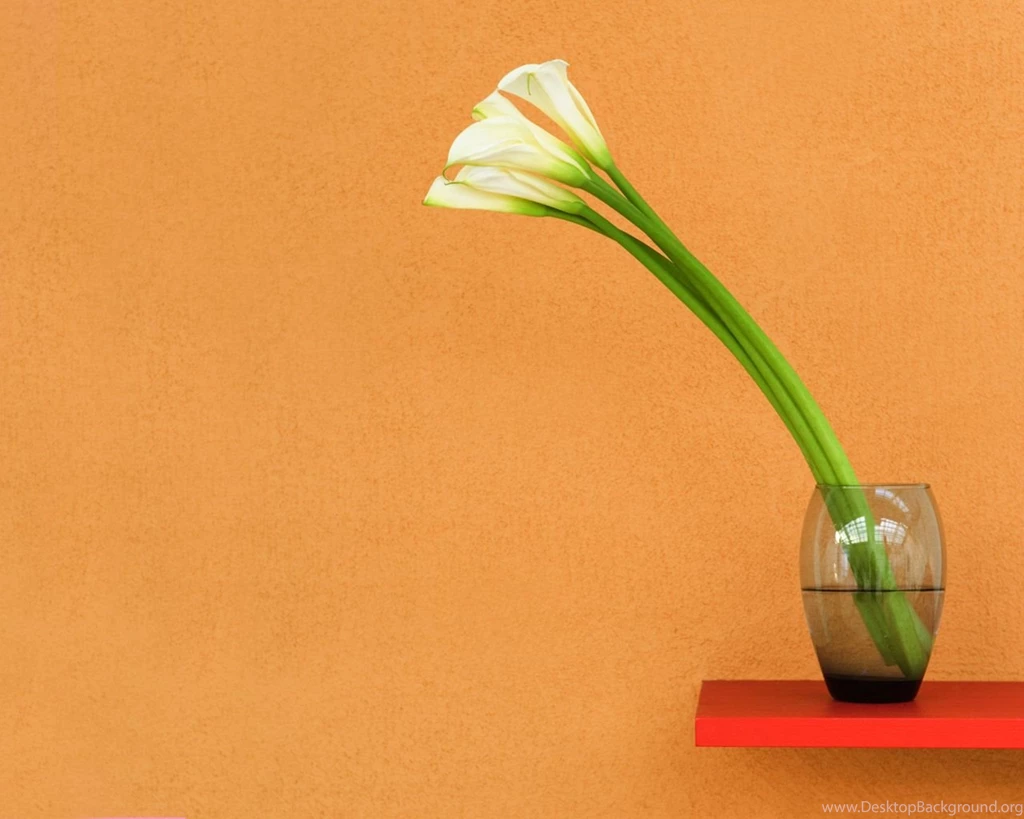 Pure White Calla Lilies Wallpapers HD Wallpapers 15602