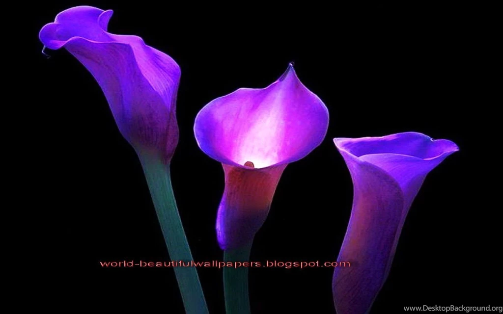Calla Lily Flowers Wallpapers