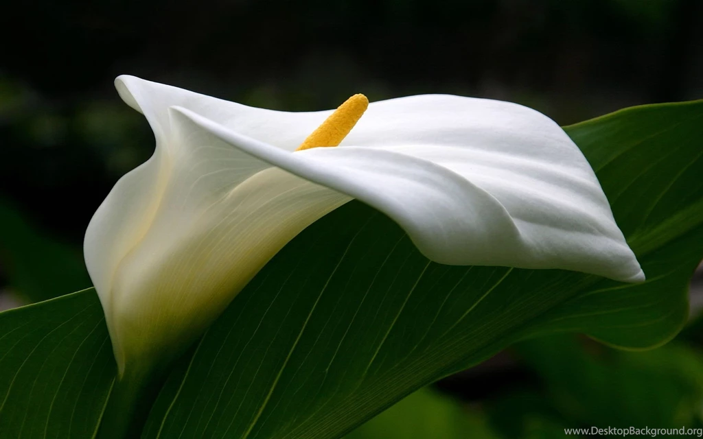 Calla Lily Wallpapers