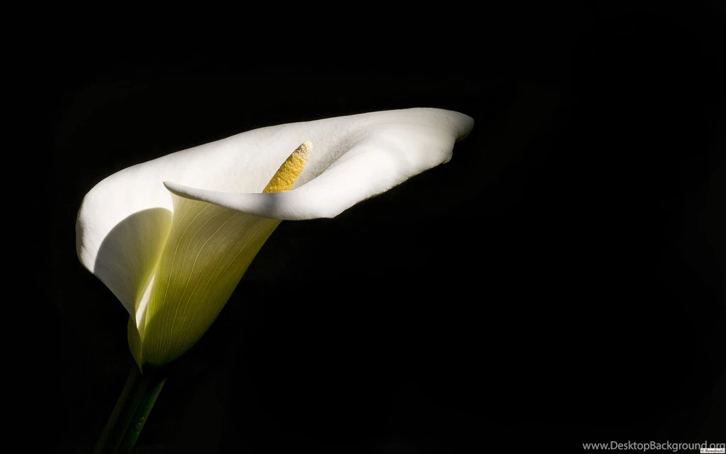 Top Calla Lily Wallpaper Images For Pinterest