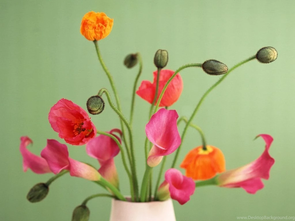 Beautiful Poppy Calla Lily Flower Pictures HD Wallpapers Widescreen ...