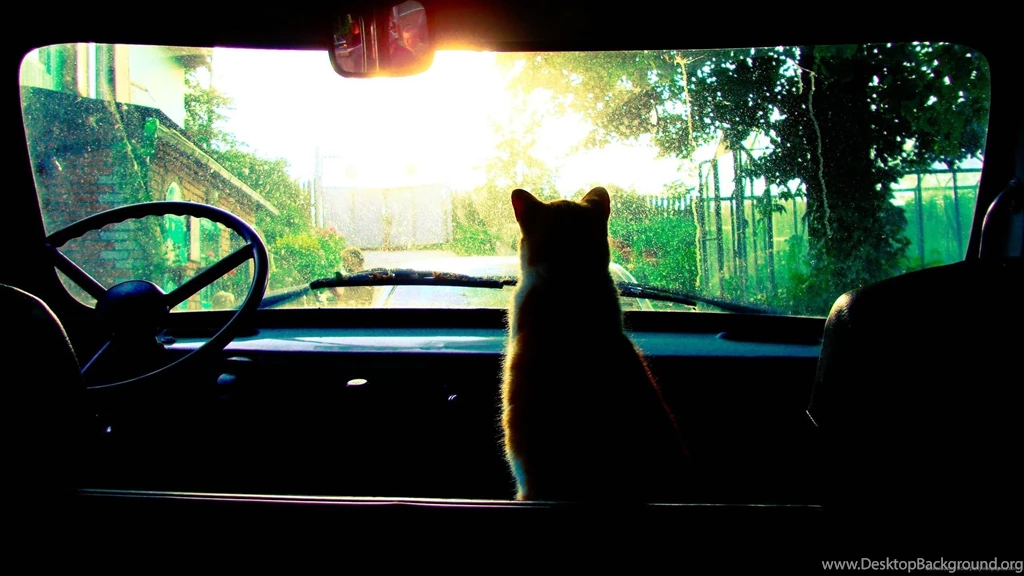 Cat in an old car.jpg