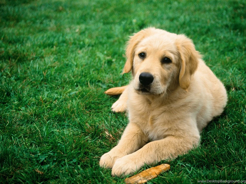 Top Dogs As Background Images For Pinterest