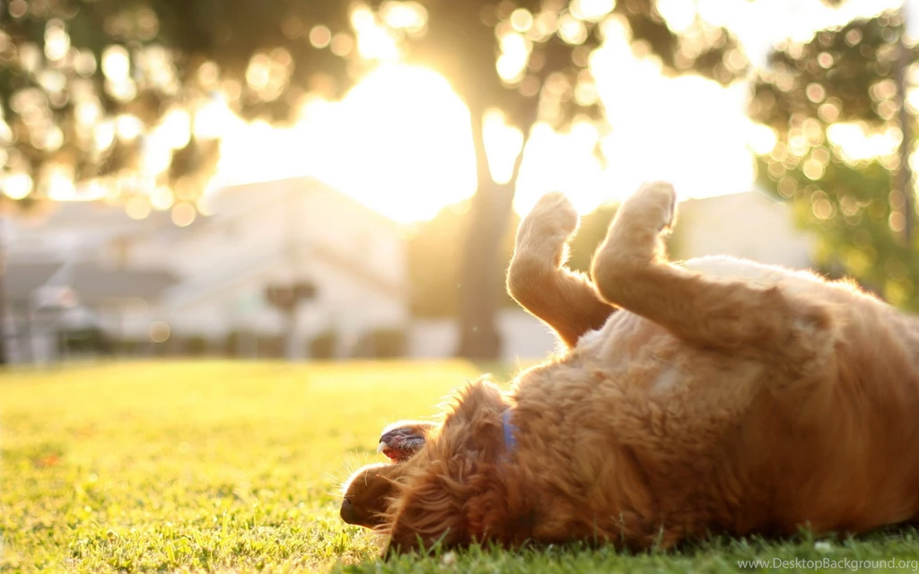 Dog Computer Wallpapers, Desktop Backgrounds