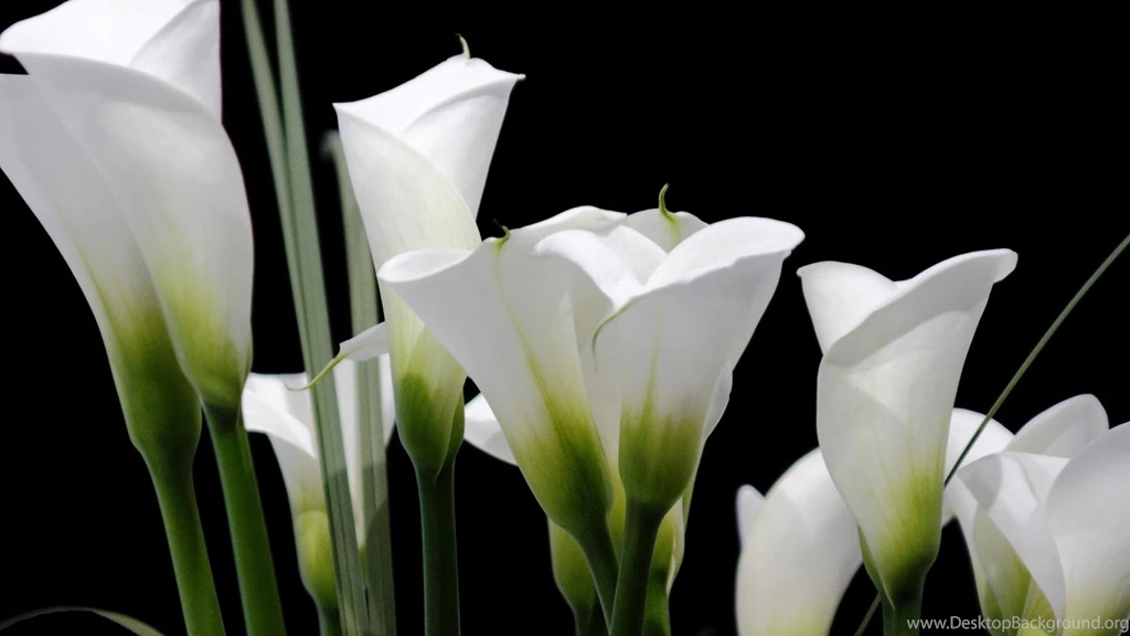 Calla Lilies Flowers Bright Close up Hd Wallpapers
