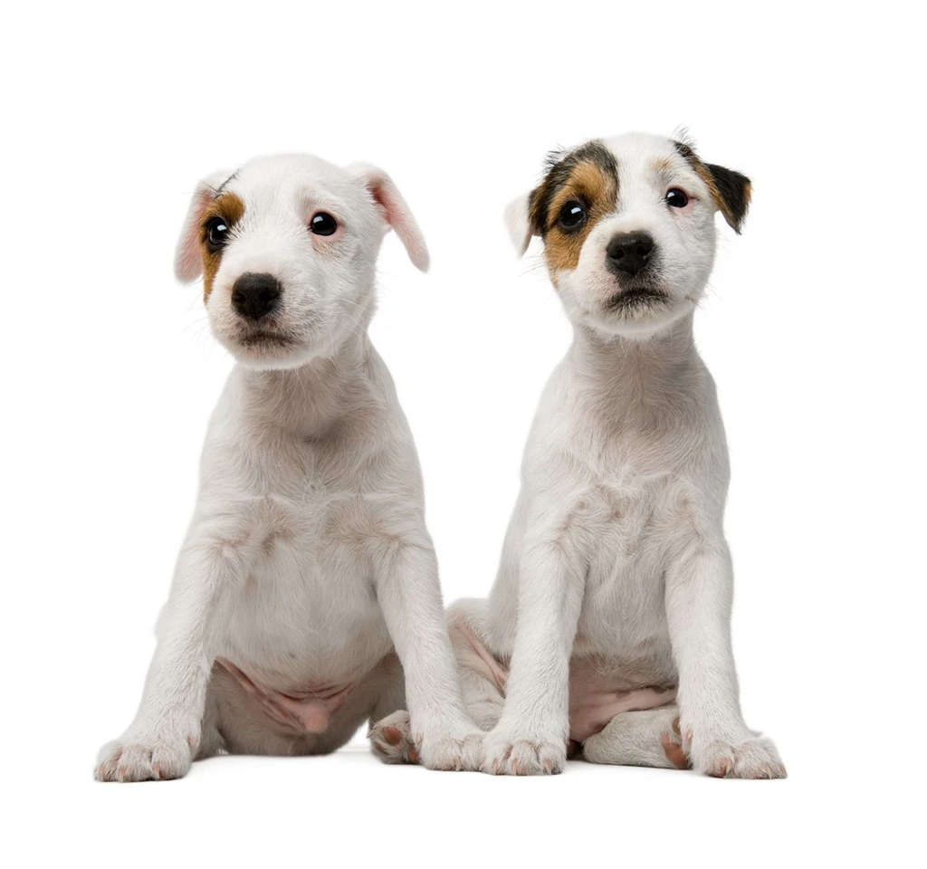 White Dog White Backgrounds 12