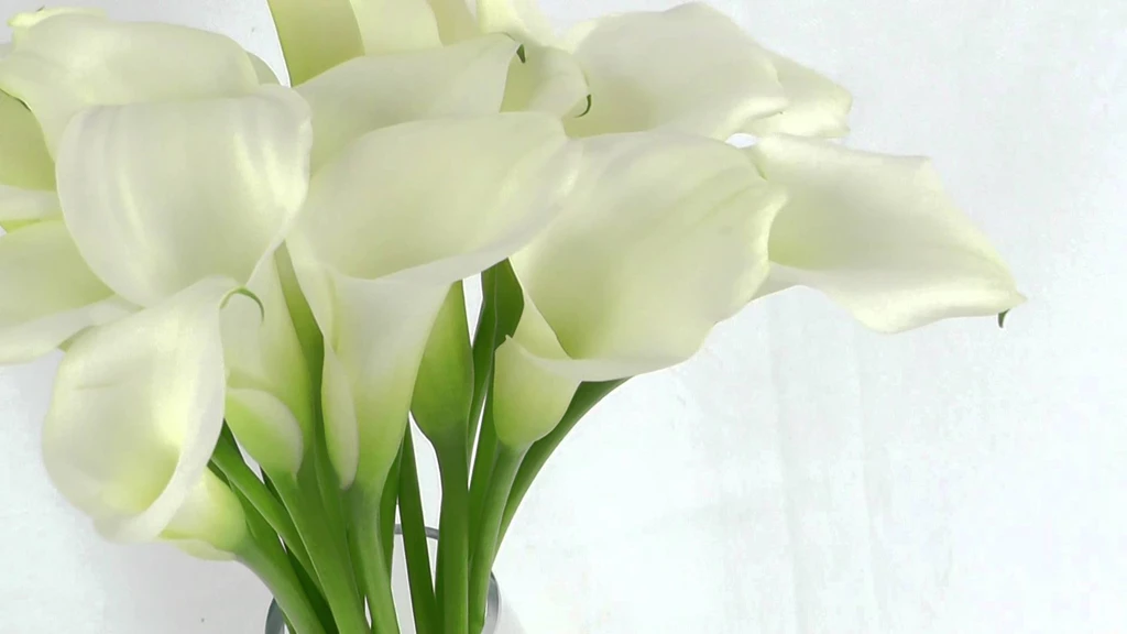 White Mini Calla Lilies Fresh Cut Calla Lily Flowers YouTube