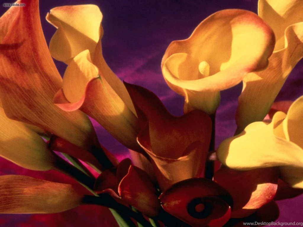 Miscellaneous: Calla Lilies, Picture Nr. 19573