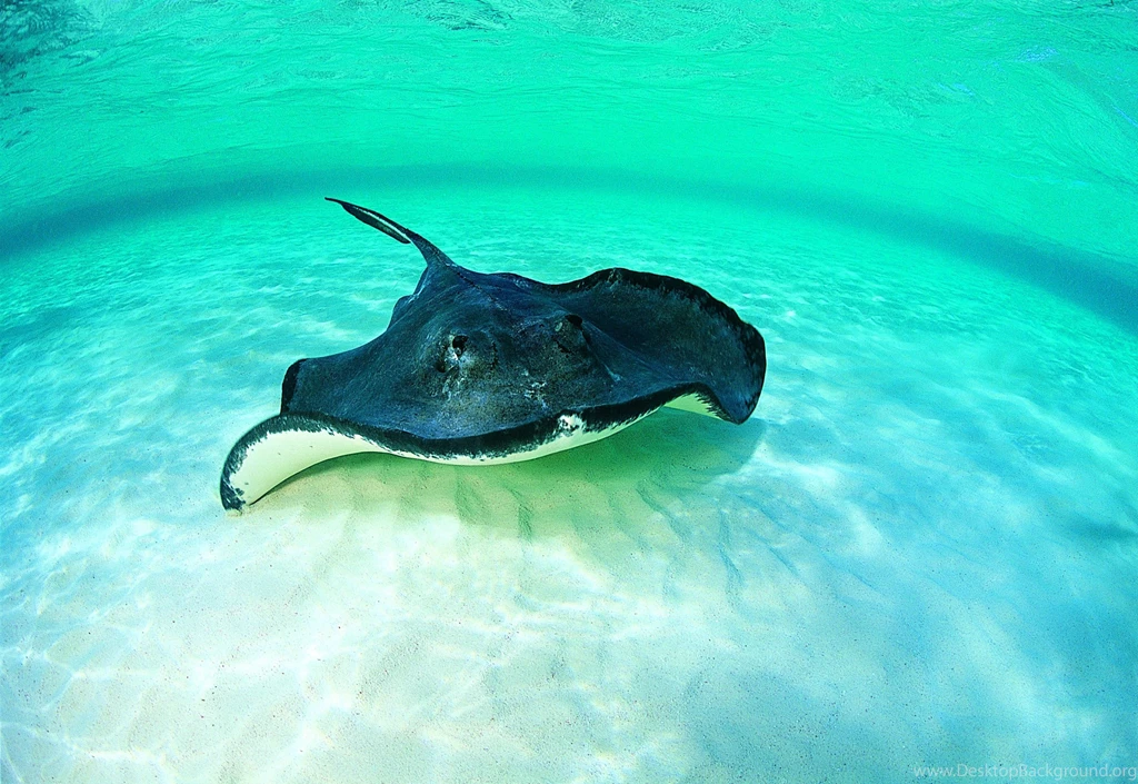 Stingray