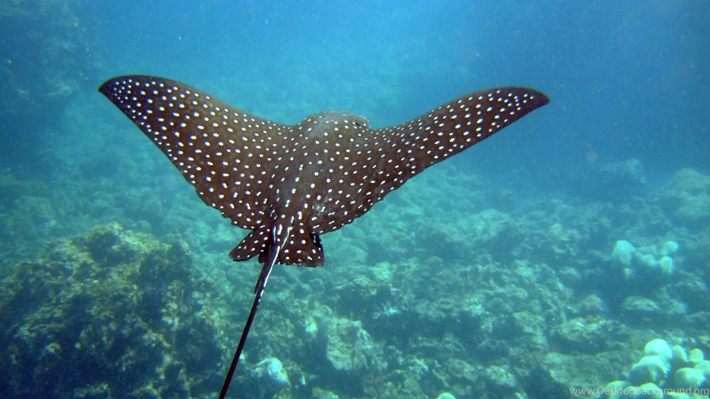 Download Wallpapers 2048x1152 Stingray, Underwater, Swim HD HD ...
