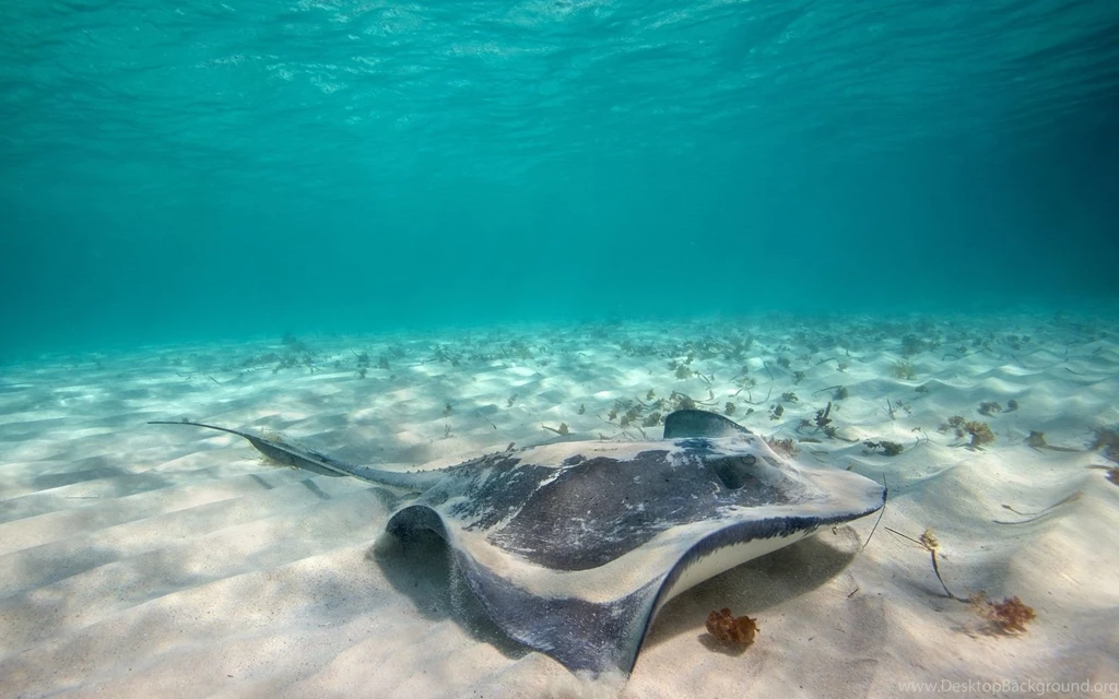 Stingray Underwater Wallpaper.jpg