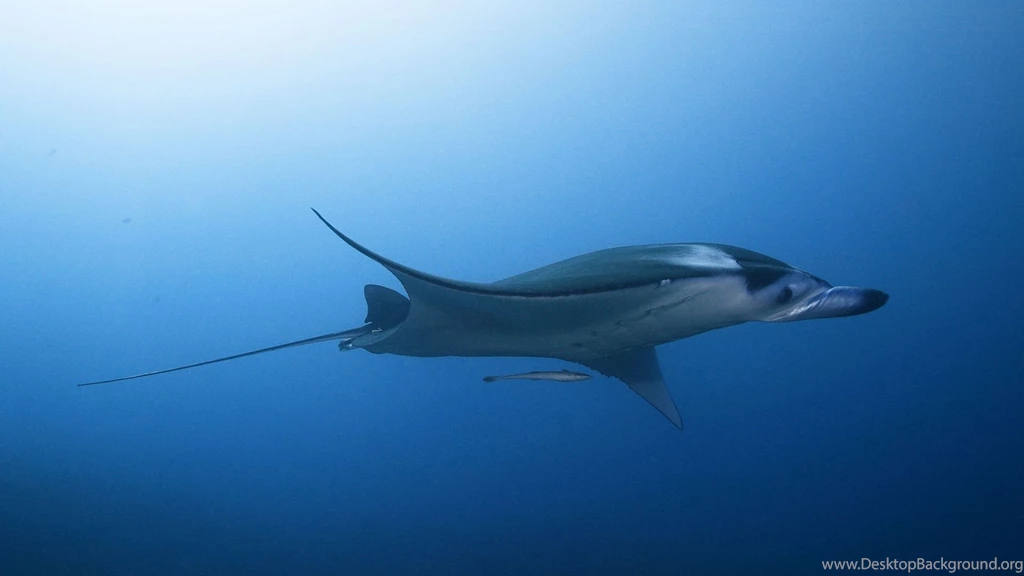Download Wallpapers 1920x1080 Stingray, Sea, Underwater, Swim Full ...