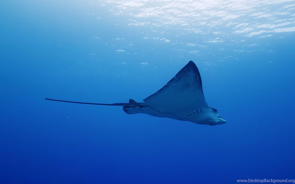Summer Stingray Yun Sea Beaches Wallpapers