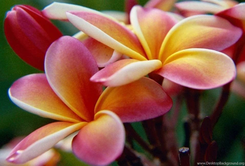 Beautiful Flower Pictures And Wallpapers Download