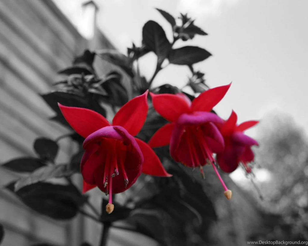 Pretty Flowers Wallpapers Desktop Backgrounds
