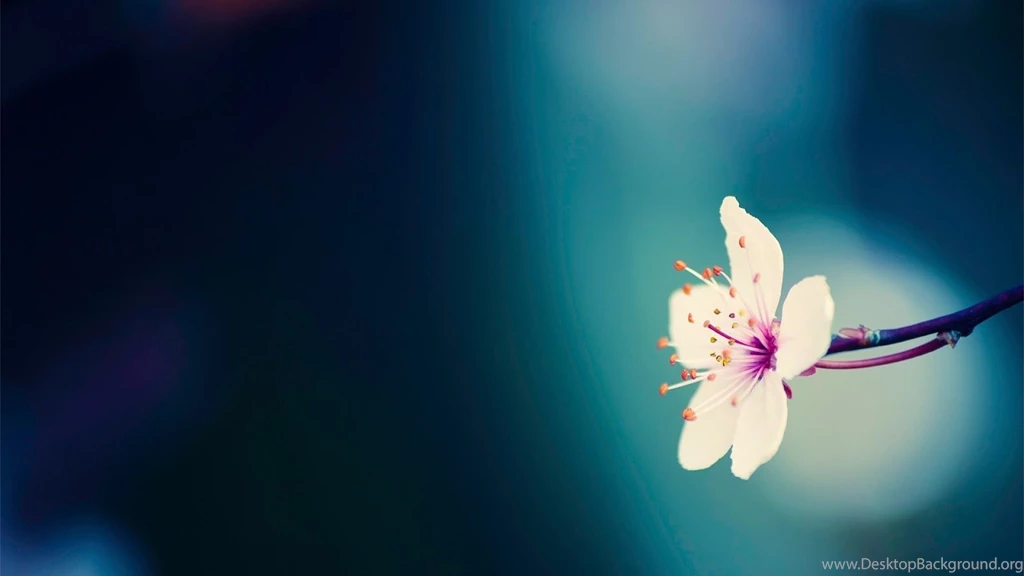 Pretty Flowers Images And Wallpapers Download