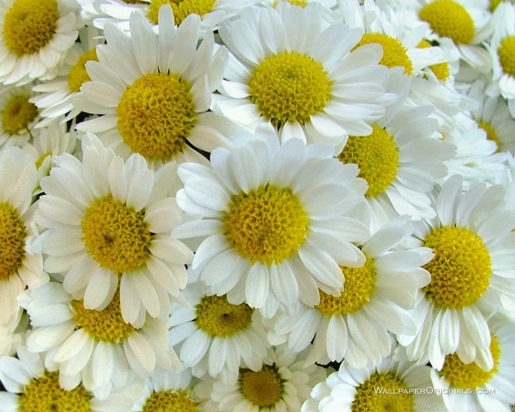 Pretty! Flowers Wallpapers (247637) Fanpop