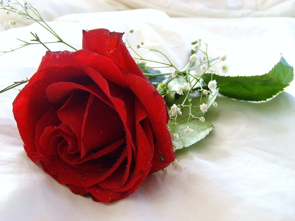 World's Top 100 Beautiful Flowers Images Wallpapers Photos Free ...