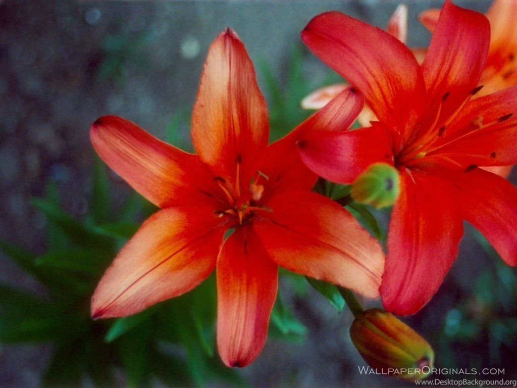 Pretty! Flowers Wallpapers (247619) Fanpop