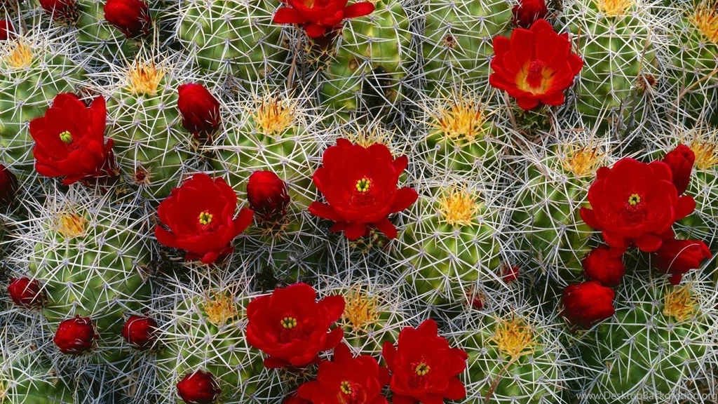 Pretty Flower Wallpapers