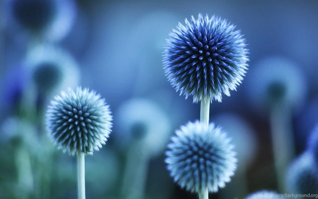 Pretty Blue Wallpapers